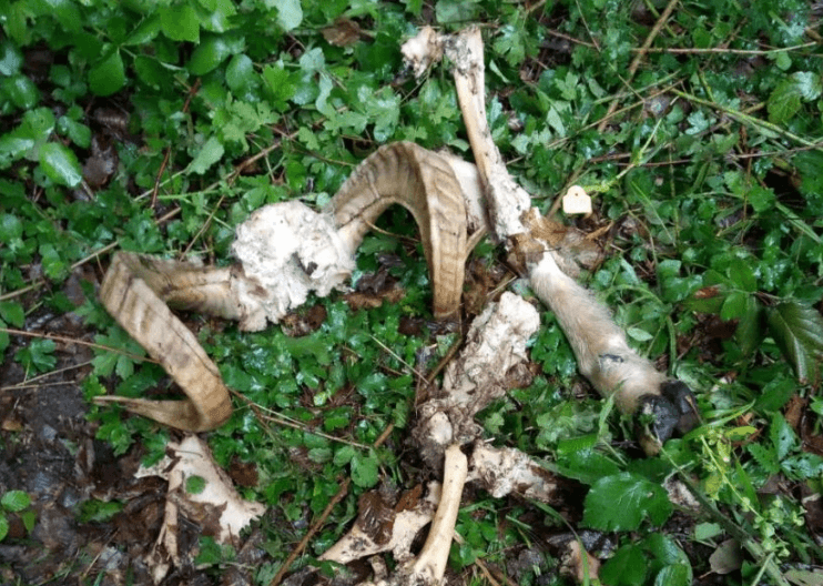 Rogovi pronađeni u obližnjoj šumi - Avaz