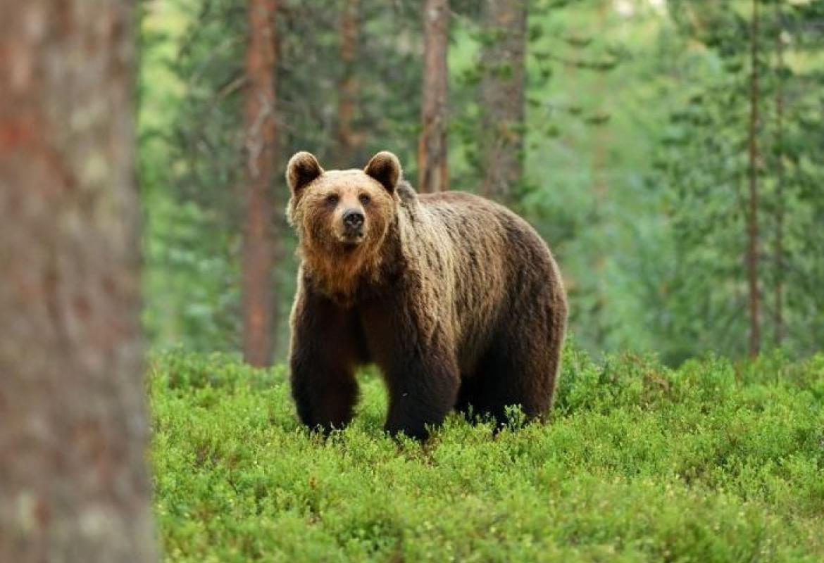 U posljednja tri mjeseca BiH ostala bez šest jedinki medvjeda