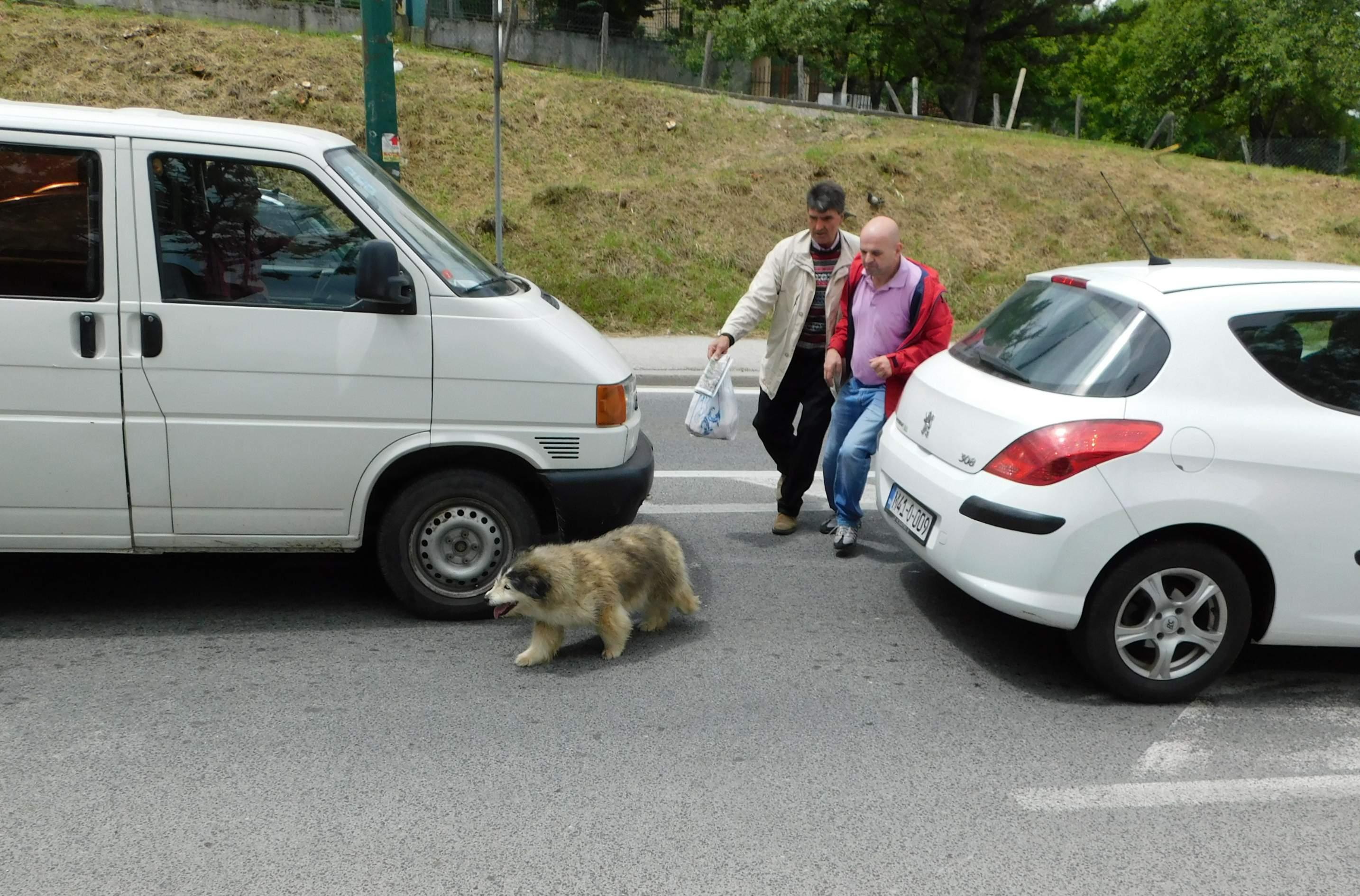 Pas napravio pometnju u saobraćaju na Kobiljoj Glavi