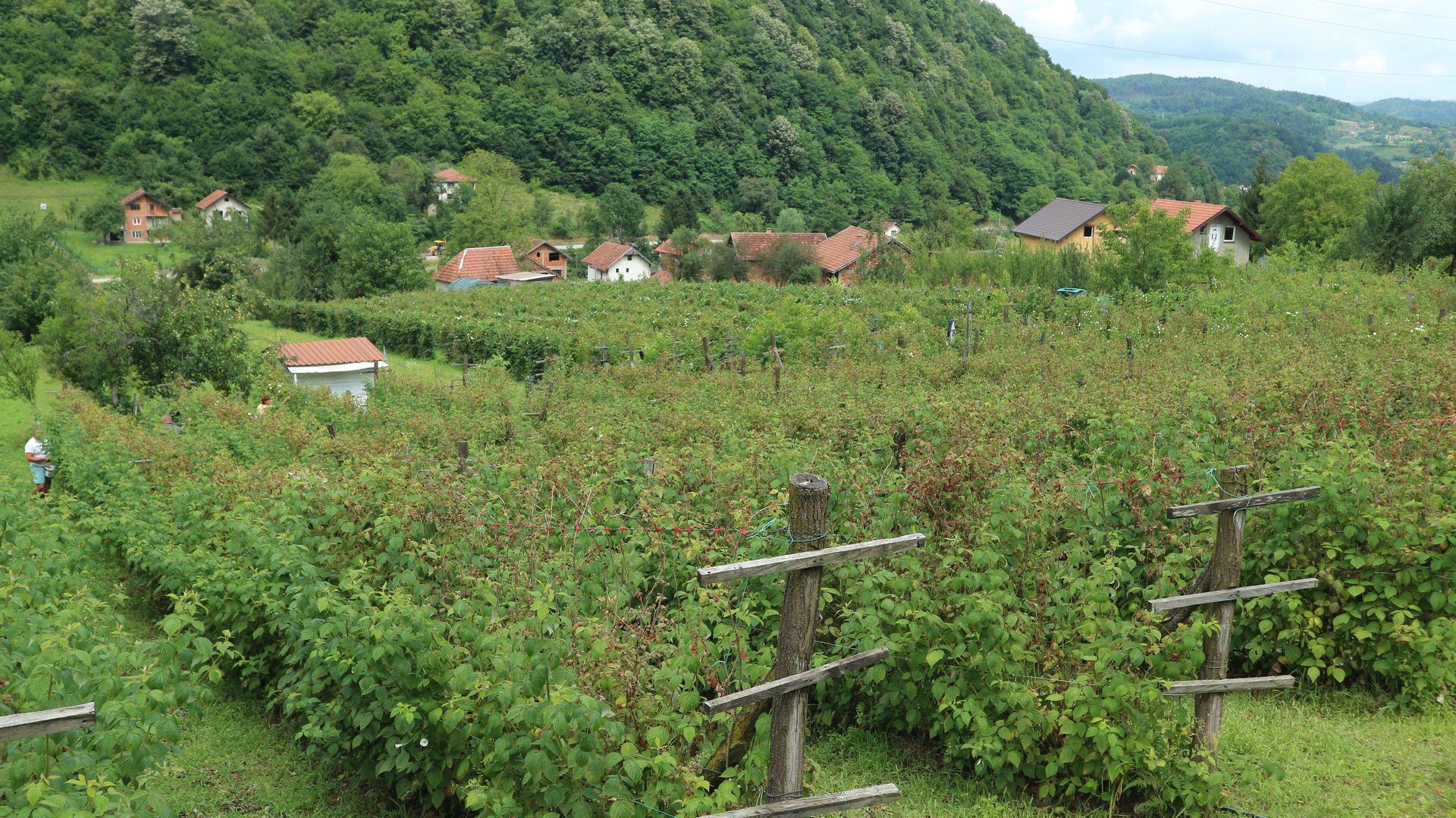 Merdžićeva plantaža maline u Gostilju - Avaz