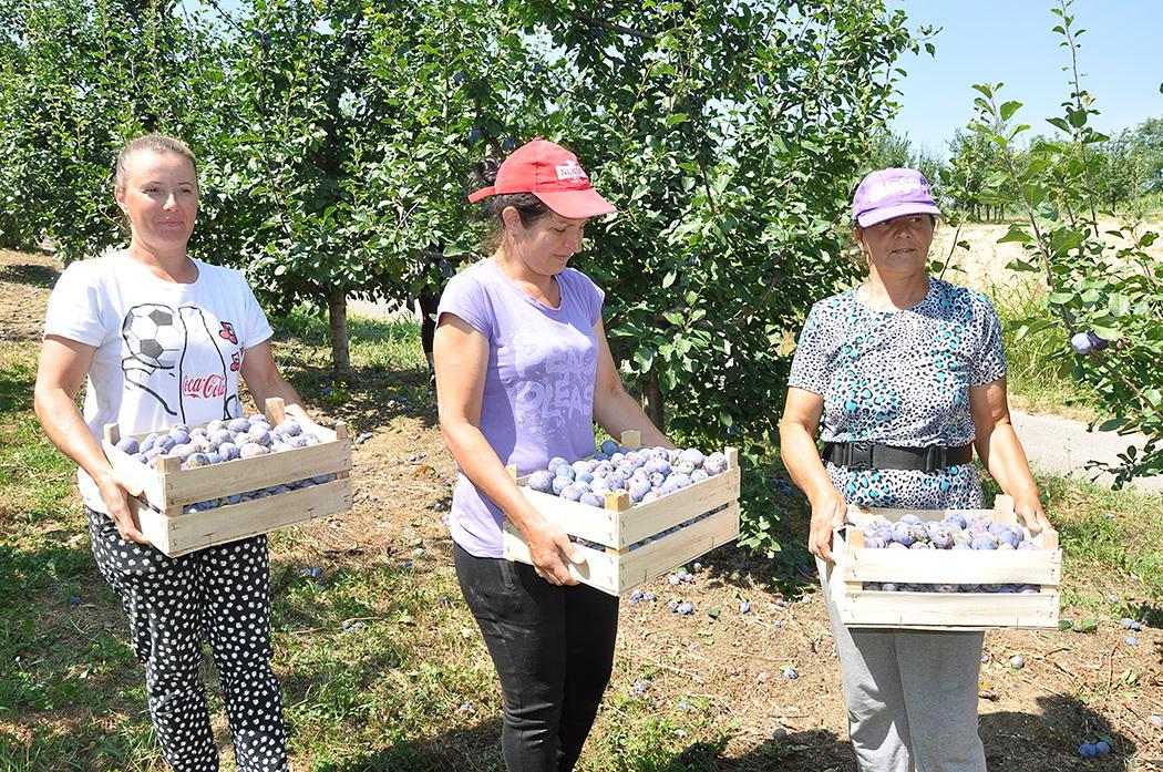 Berači šljive dnevno zarade do 50 KM