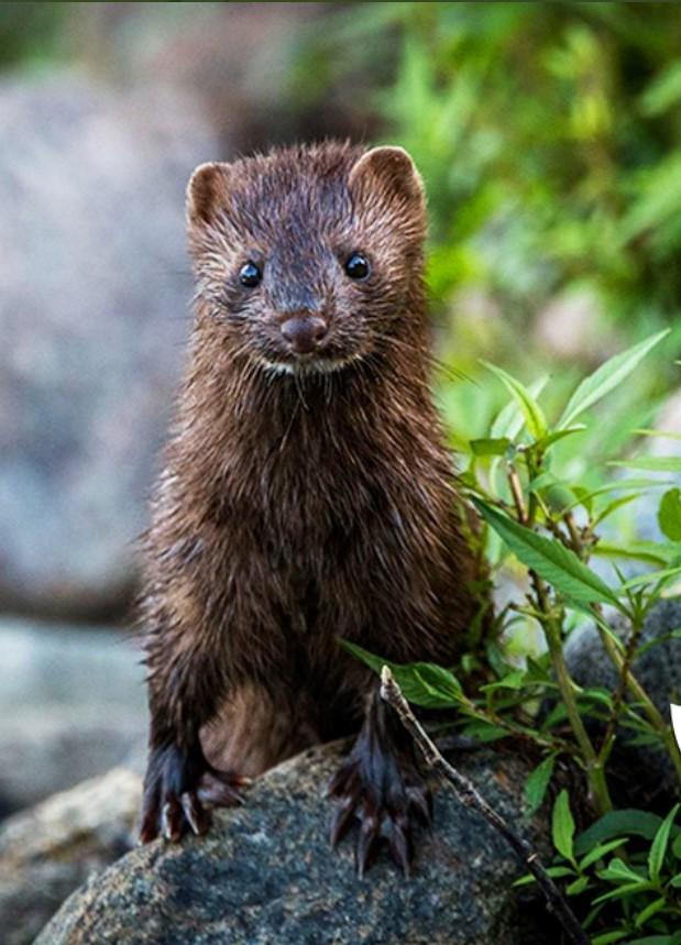 Kanadska kuna ili mink - Avaz