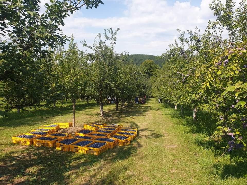 Nabrali desetine gajbi šljiva - Avaz