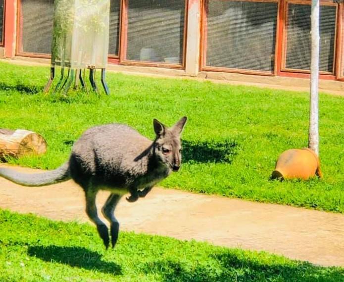 Bijeljinci obilaze naselja, farme i dvorišta, niko ne zna gdje je kengur odskakutao