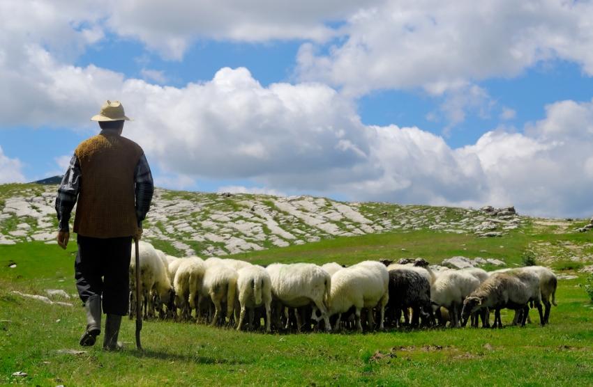 Bruceloza se prenosi pašnjakom, slinom, mokraćom - Avaz