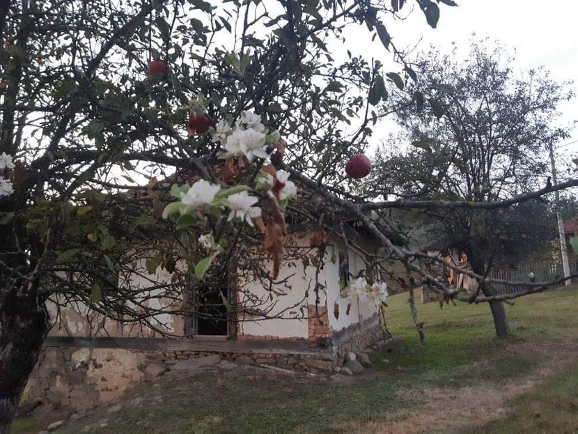 U oktobru procvjetala jabuka, šta to znači