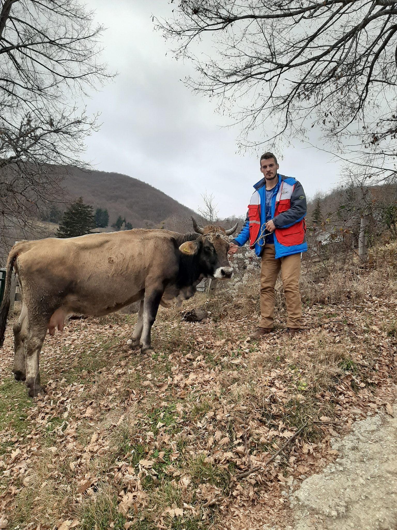 Merhamet poklonio kravu jednoj samohranoj majci - Avaz
