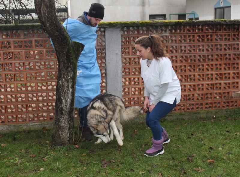 Čudo se dogodilo: Haski koji je pregažen traktorom stao na svoje noge