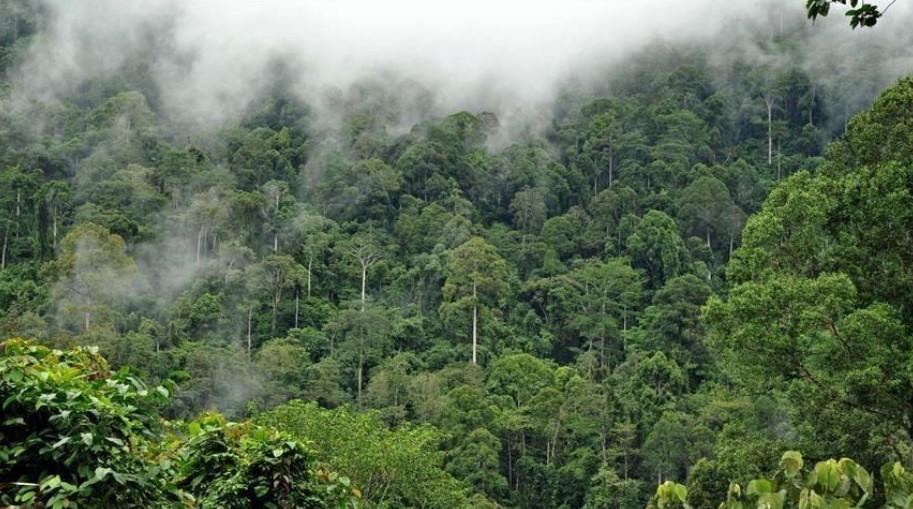 Japan and Brazil have inked a deal on safeguarding the biodiversity of the Amazon rainforest - Avaz