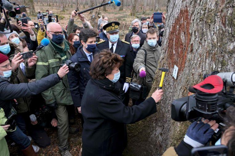 France selects first oaks to rebuild Notre Dame