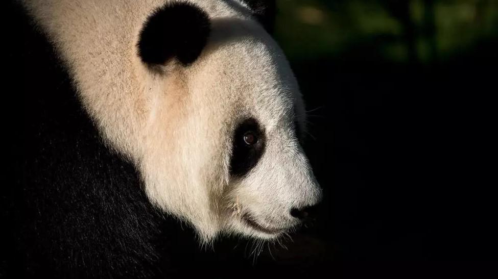 Third giant panda cub born in Malaysia