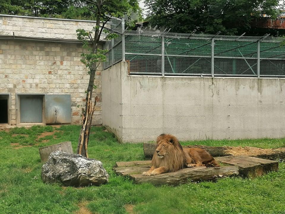 Životinje imaju neophodnu njegu - Avaz