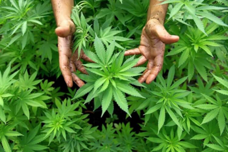 Marihuana: Građani moraju imati specijalne dozvole - Avaz