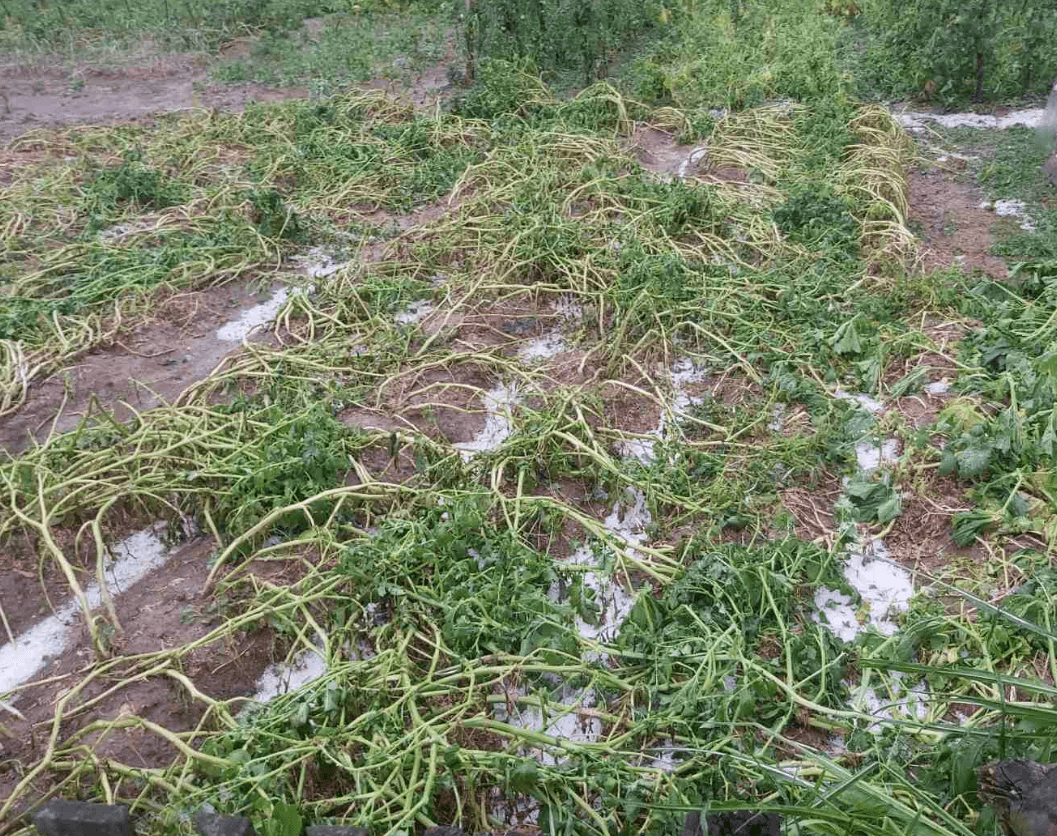 Nevrijeme u Gračanici, uništeni usjevi