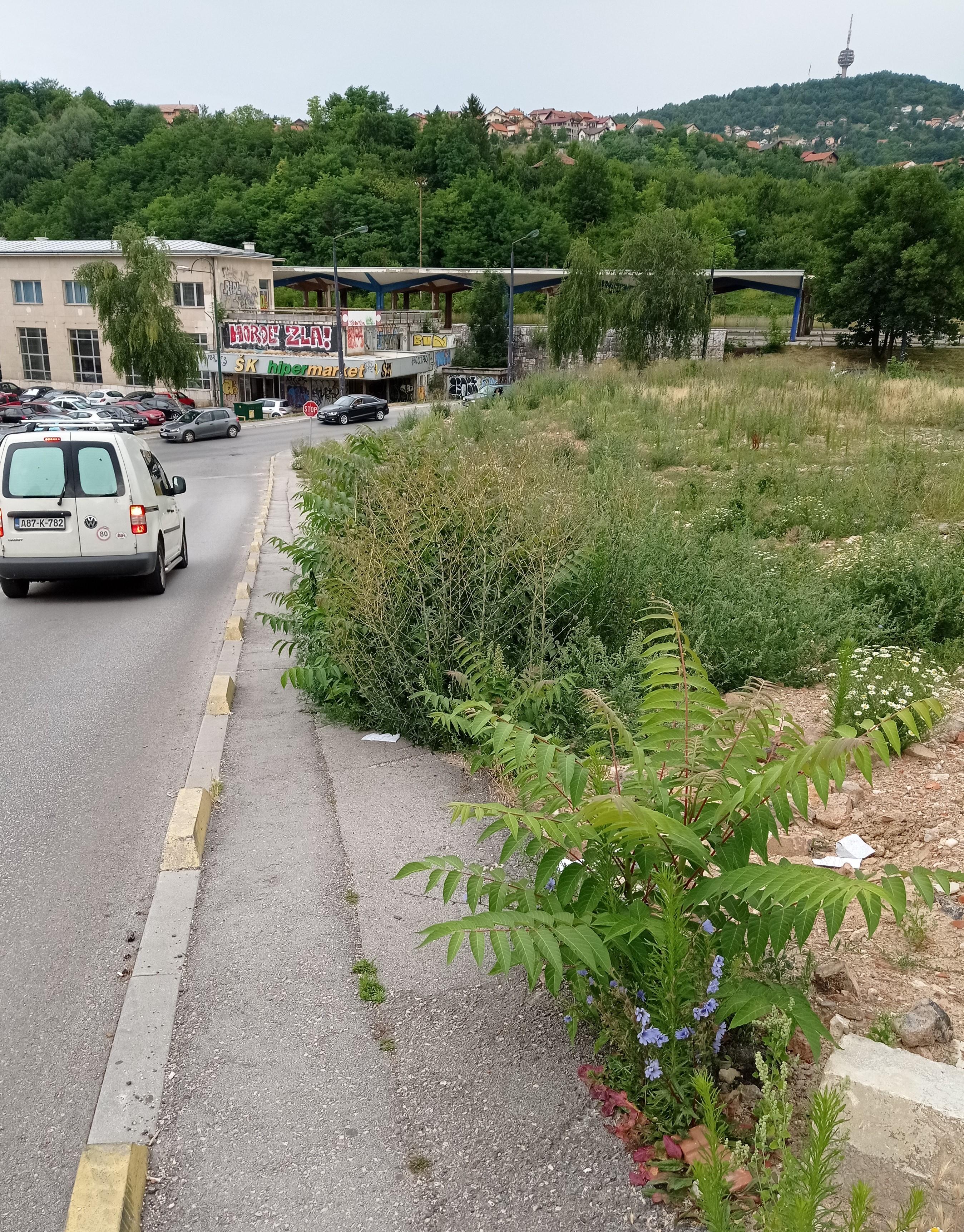 Šta rade nadležni: U ulici Halida Kajtaza otvoren šaht, u Tešanjskoj trava prekrila trotoare