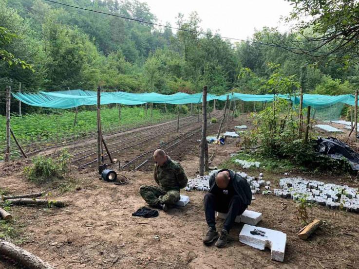 Naoružani čuvali plantažu marihuane - Avaz