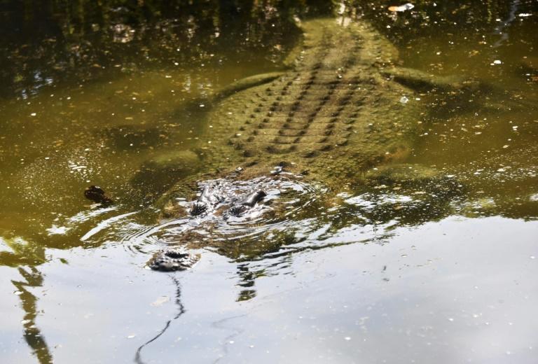 Man rescued from crocodile in Australia's remote northeast