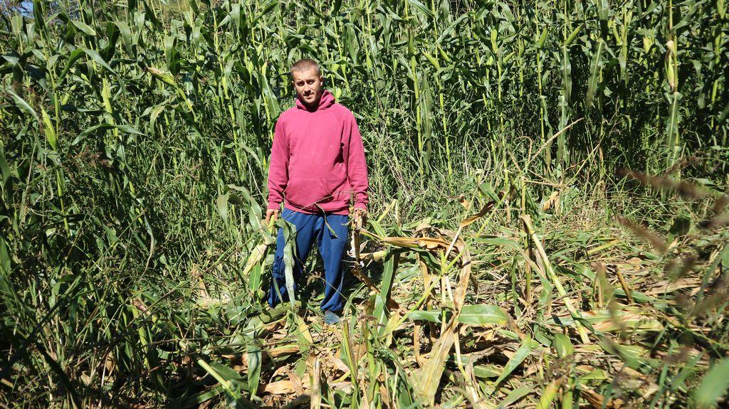 Divlje svinje donose nevolje mještanima planinskih sela: Poljoprivrednici danju rade, a noću stražare na svojim njivama