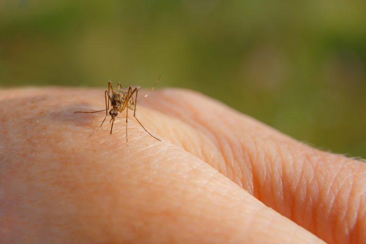 Bolest prenose komarci - Avaz