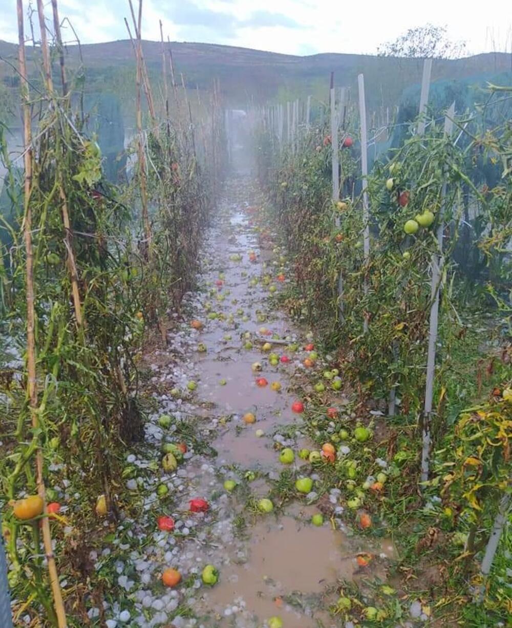 Uništeni su i brojni voćnjaci - Avaz