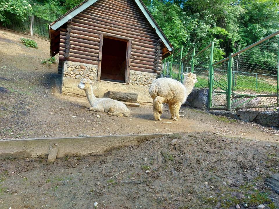 Mnoge životinje u Pionirskoj dolini pronašle dom - Avaz