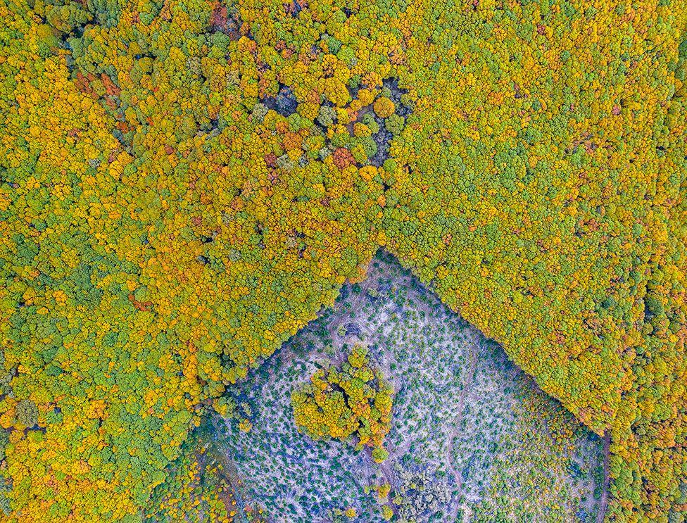 Dobro upravljanje šumama ključno je za suzbijanje klimatskih promjena. Ovo je šuma kestena, Sierra de Béjar, Salamanca, Španija, kojom vlasnici drva gospodare na održiv način.Sijeku stabla u poligonalnim područjima, a u sredini ostavljaju manje površine sa stablima koja pomažu prirodnom pošumljavanju drveta - Avaz