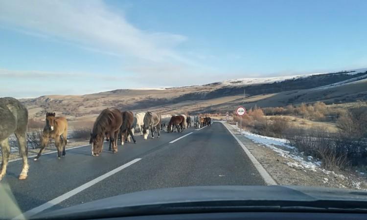 BIHAMK: U većem dijelu BiH suh kolovoz, kod Livna upozoravaju na učestale izlaske divljih konja