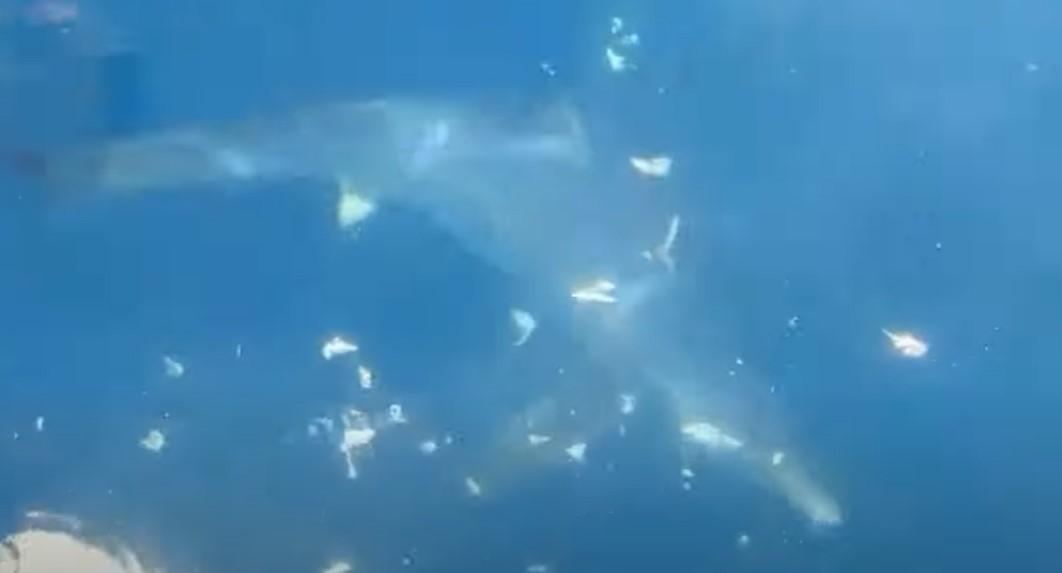 Neman u Jadranskom moru: Ribolovac snimio ogromnog morskog psa koji mu je pokidao sve štapove