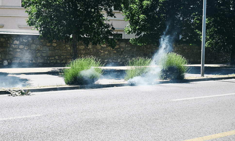 Na ovom dijelu je, uglavnom, zasađena lavanda - Avaz