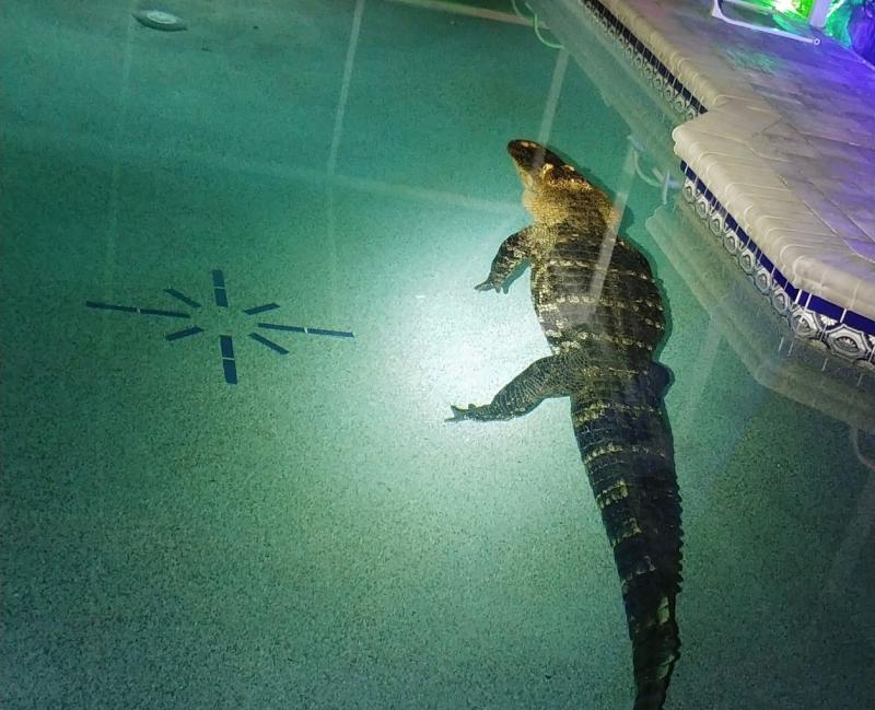 Aligator plivao u bazenu - Avaz
