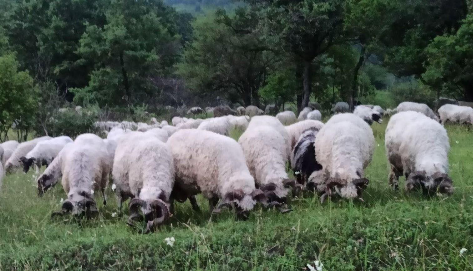 Rabotić se sa porodicom se bavi stočarstvom - Avaz