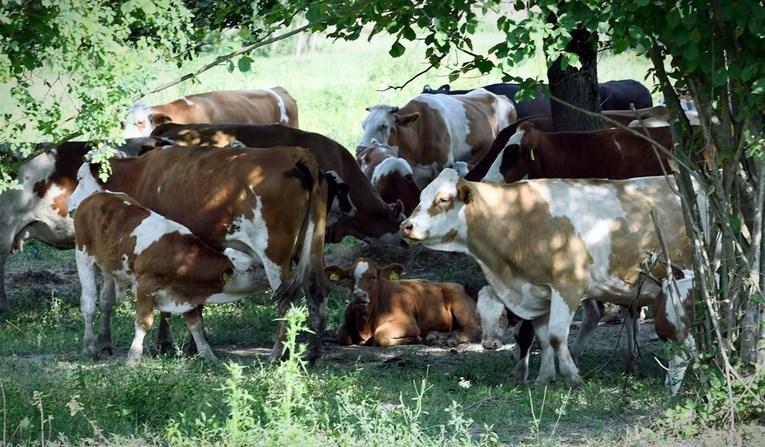 Od početka jula uginulo je 107 goveda - Avaz