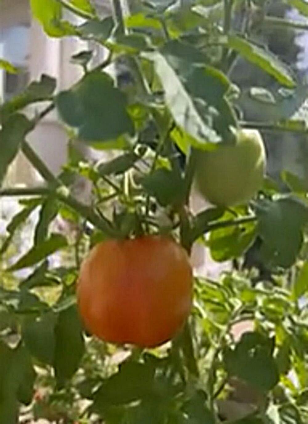 Plod paradajza - Avaz