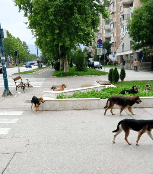 Čopor pasa luta ulicama Dobrinje - Avaz