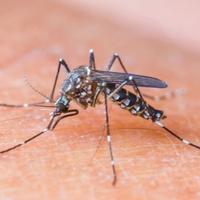 Riješite se dosadnih napasti: Ove prirodne metode tjeraju komarce