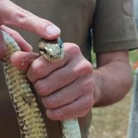 Ovu zmiju ne biste rado sreli: Voli se kupati i u Jadranskom moru