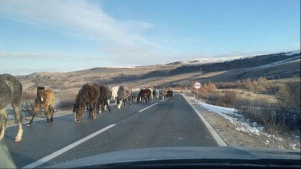 Divlji konji na prevoju Borova glava - Avaz