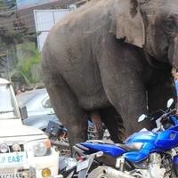 Slon povrijedio 13 osoba na procesiji
