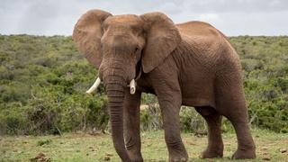 Slon usmrtio američkog turistu u Zambiji

