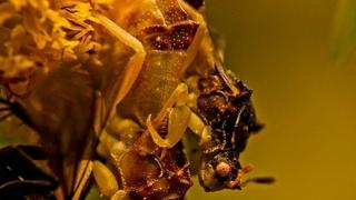 Klimatske promjene utječu na razmnožavanje insekata