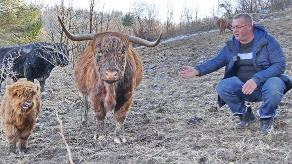 Ranisović sa svojim govedima - Avaz