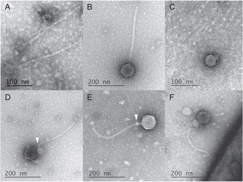 Virus - Avaz