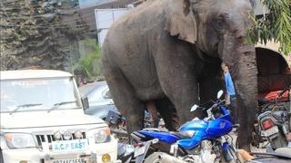 Slon povrijedio 13 osoba na procesiji
