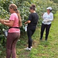 Srebrenički malinari nisu zadovoljni berbom, problem i nedostatak radne snage