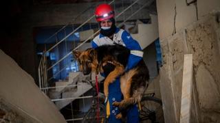 Amid quake's devastation, parallel rescue bid targets pets