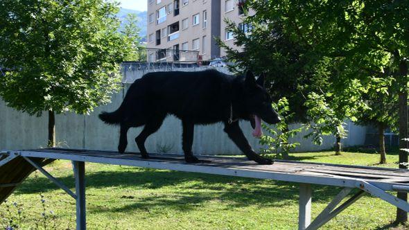 Blek: Službeni pas Sektora za policijsku podršku - Avaz