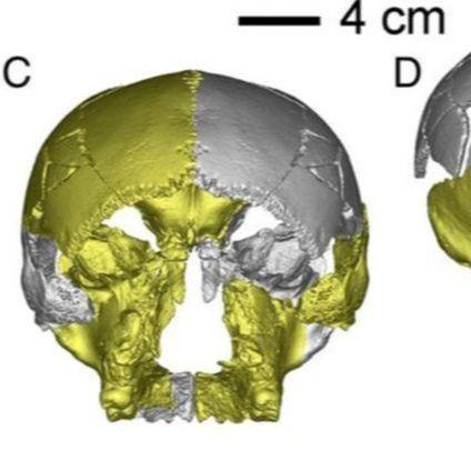 U Kini nađena drevna lobanja: "Ne nalikuje nijednoj ljudskoj pronađenoj do sada"