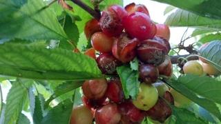 Obilna kiša uništila plodove, u Hercegovini trešanja nema ni za lijeka