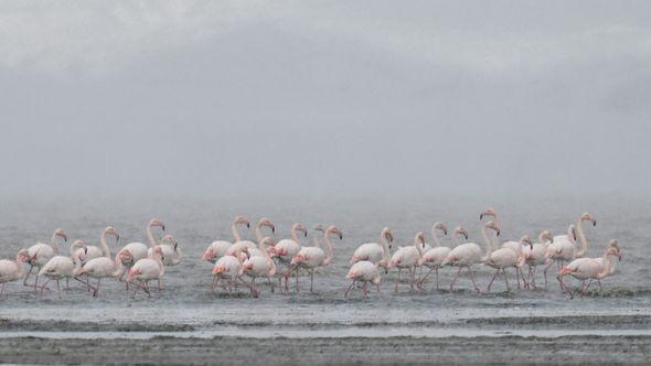 Jezero Van: Jata flamingosa - Avaz