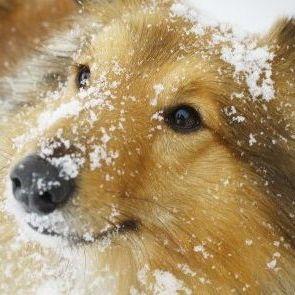 Psi i hladnoća: Koja temperatura je opasna i kada ih treba obući